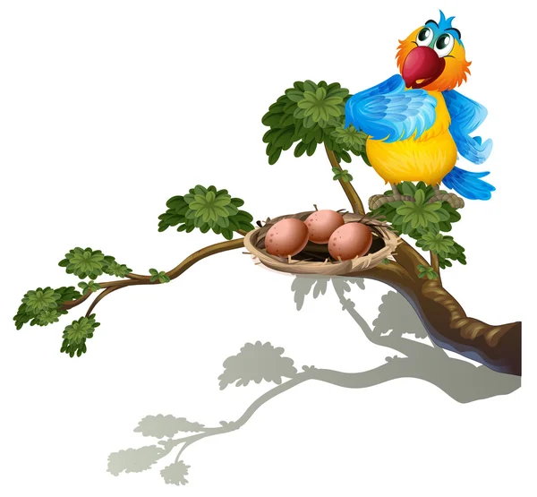 A parrot watching the eggs in the nest — Stock Vector
