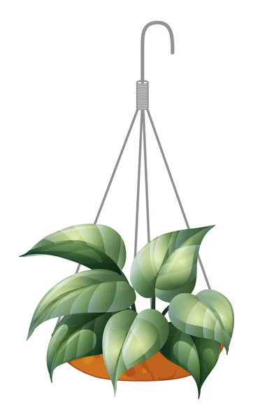 A hanging green plant — Stock Vector