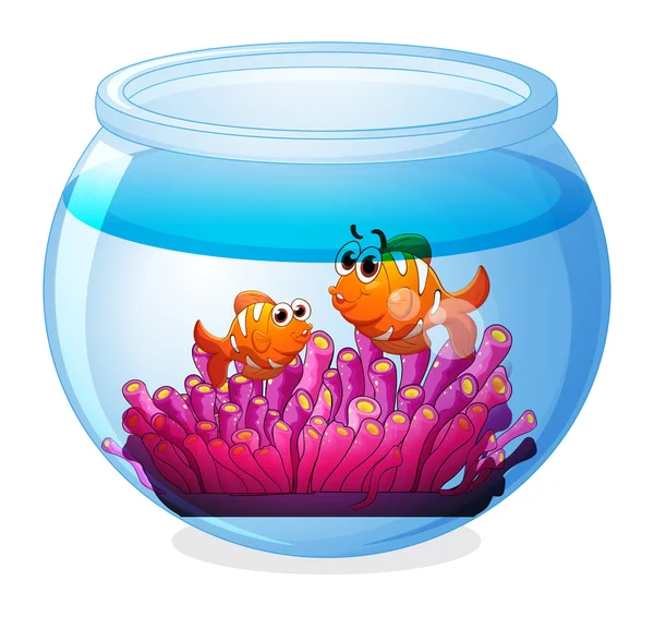 An aquarium with two orange fishes — Stock Vector