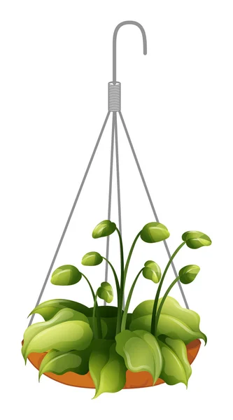 A hanging green plant — Stock Vector