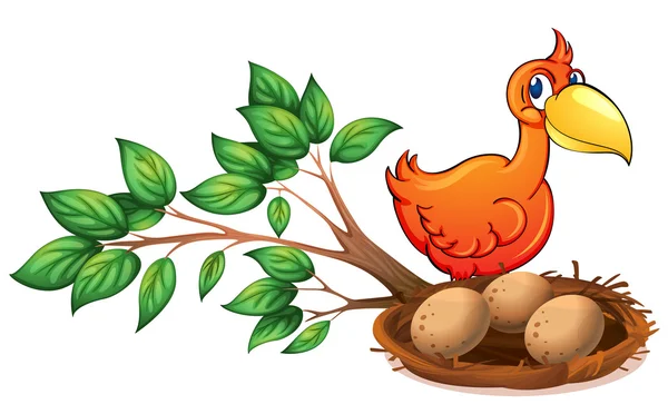 An orange bird watching the eggs — Stock Vector