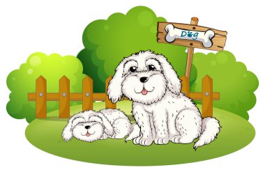iki sevimli köpek ile bir arka bahçe