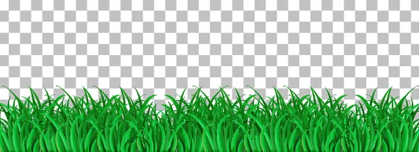 Groen Gras Transparante Achtergrond Illustratie — Stockvector