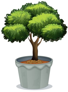 Saksılı bitki