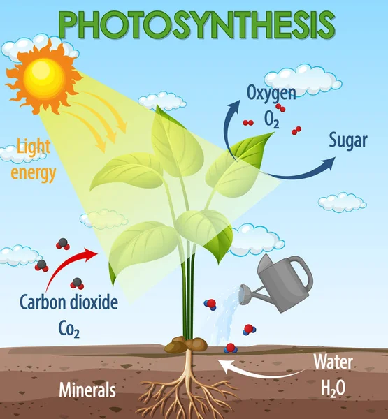 Schema Van Het Fotosyntheseproces Bij Illustratie Van Planten — Stockvector