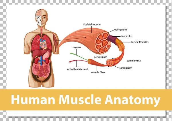 Emberi Izom Anatómia Test Anatómia Illusztráció — Stock Vector