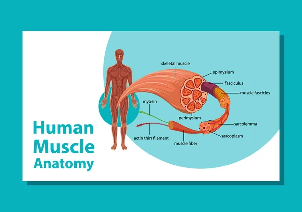 Vücut Anatomisi Çizimi Olan Insan Kas Anatomisi — Stok Vektör