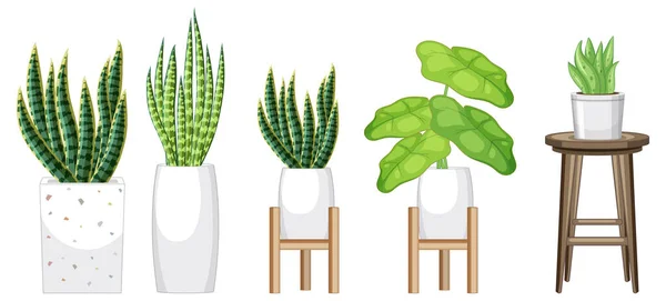 Set Different Plants Pots Interior Design Illustration — Stock Vector