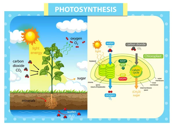 Schema Che Mostra Processo Fotosintesi Nell Illustrazione Vegetale — Vettoriale Stock