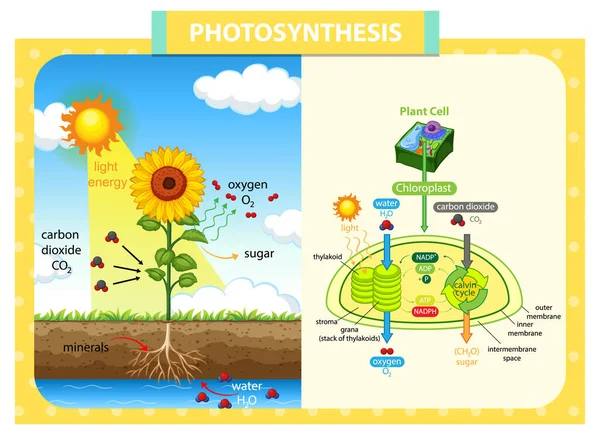 Diagrama Que Muestra Proceso Fotosíntesis Ilustración Del Girasol — Vector de stock