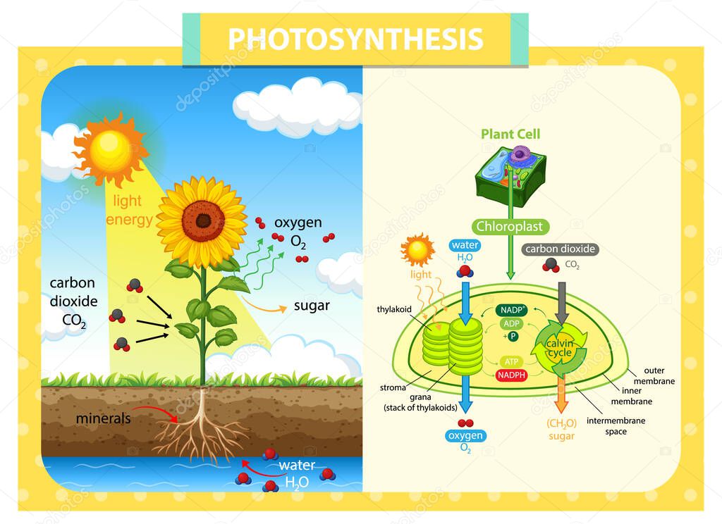 Diagram showing process of photosynthesis in sunflower illustration