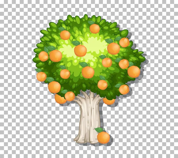 Orangenbaum Auf Transparentem Hintergrund — Stockvektor