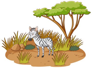 Beyaz arkaplanda, Savannah Ormanında Zebra