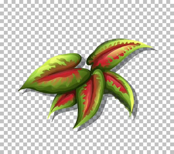 Plante Tropicale Sur Fond Transparent Illustration — Image vectorielle