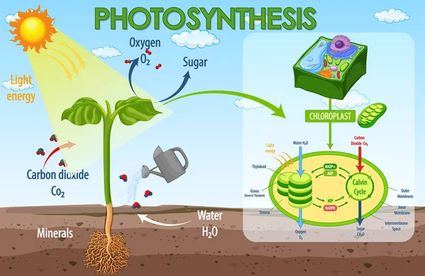 Diagram Zobrazující Proces Fotosyntézy Ilustraci Rostlin — Stockový vektor