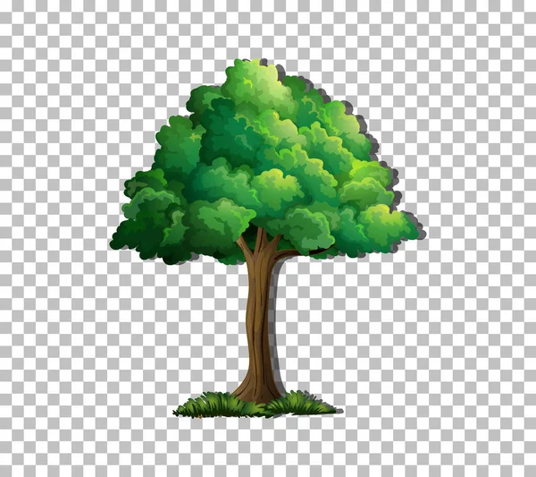 Baum Auf Transparentem Hintergrund — Stockvektor