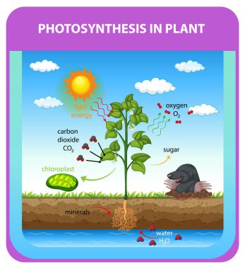Bitki illüstrasyonunda fotosentezin süreci