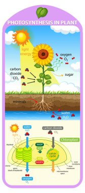 Bitki illüstrasyonunda fotosentez sürecini gösteren diyagram
