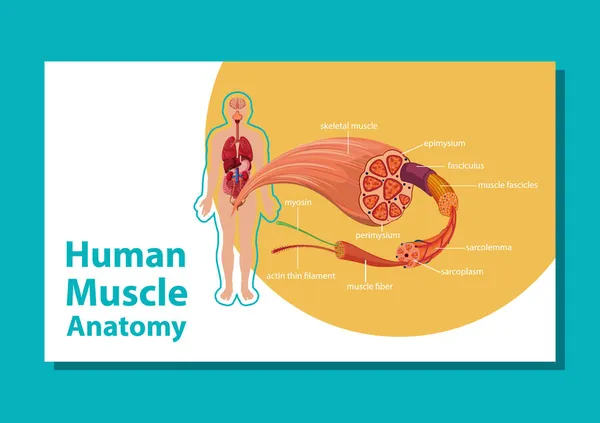 Anatomía Muscular Humana Con Ilustración Anatomía Corporal — Vector de stock