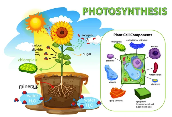Diagramm Das Den Prozess Der Photosynthese Der Pflanzenillustration Zeigt — Stockvektor