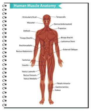 Vücut anatomisi çizimi olan insan kas anatomisi.