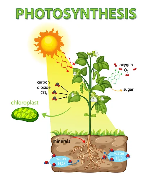 Diagrama Que Muestra Proceso Fotosíntesis Ilustración Plantas — Vector de stock