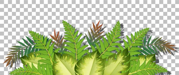 Plante Tropicale Sur Fond Transparent Illustration — Image vectorielle