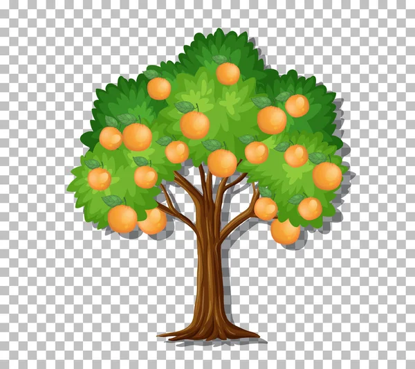 Orangenbaum Auf Transparentem Hintergrund — Stockvektor