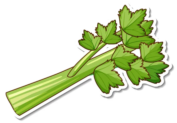 Pegatina Hierba Cilantro Sobre Fondo Blanco Ilustración — Vector de stock