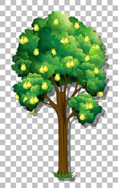 Árbol Pera Sobre Fondo Transparente Ilustración — Vector de stock