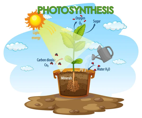 삽화의 광합성 과정을 로열티 프리 스톡 일러스트레이션