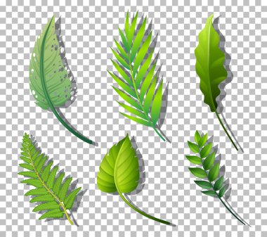 Saydam arkaplan illüstrasyonunda çeşitli tropikal bitkiler