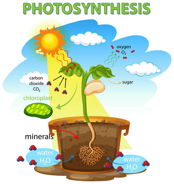 Diagram showing process of photosynthesis in plant illustration