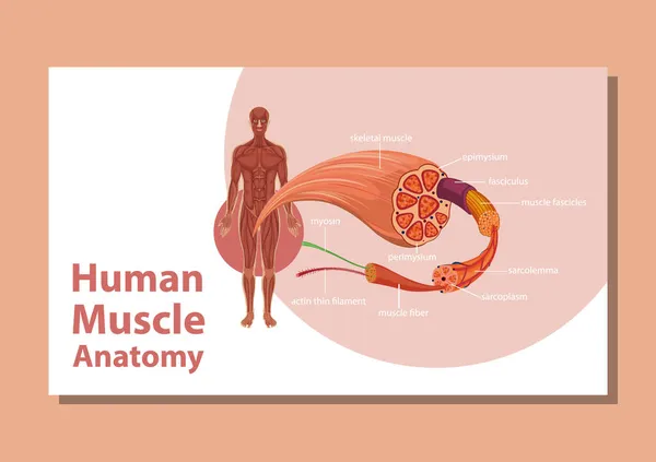 Anatomie Der Menschlichen Muskeln Mit Illustration Der Körperanatomie — Stockvektor