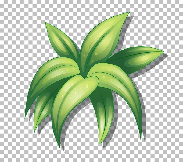 Plante Tropicale Sur Fond Transparent Illustration — Image vectorielle