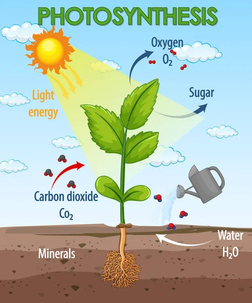 Diagrama Que Muestra Proceso Fotosíntesis Ilustración Plantas — Archivo Imágenes Vectoriales