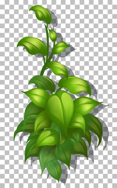 Planta Tropical Sobre Fondo Transparente Ilustración — Vector de stock