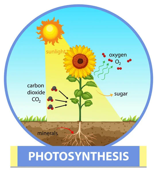 植物图解光合作用过程示意图 — 图库矢量图片