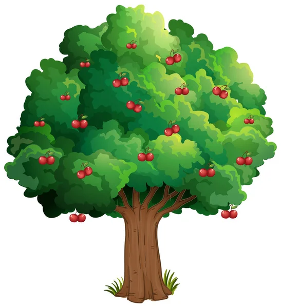 Cherry Strom Izolované Bílém Pozadí Ilustrace — Stockový vektor