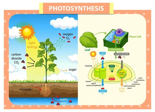 Diagrama Que Muestra Proceso Fotosíntesis Ilustración Plantas — Archivo Imágenes Vectoriales