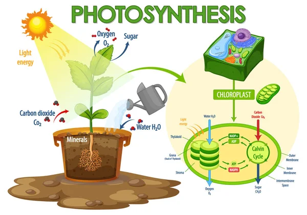 Schemat Przedstawiający Proces Fotosyntezy Ilustracji Rośliny — Wektor stockowy