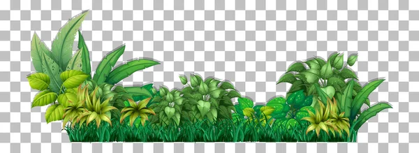 Tropiska Växter Transparent Bakgrund Illustration — Stock vektor