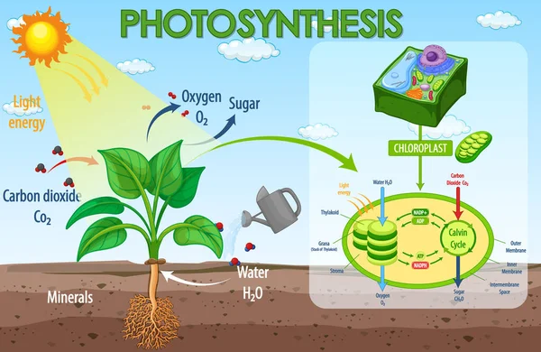 Diagrama Que Muestra Proceso Fotosíntesis Ilustración Plantas — Archivo Imágenes Vectoriales