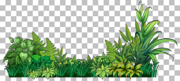 Gras Planten Transparante Achtergrond Voor Decor Illustratie — Stockvector