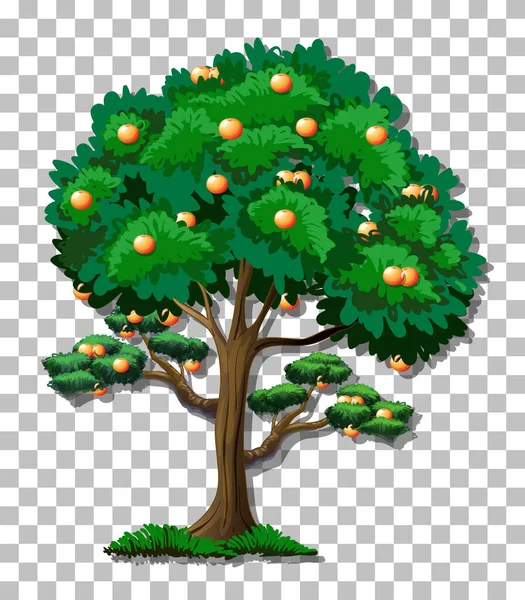 Orange Träd Transparent Bakgrund Illustration — Stock vektor