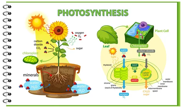 Bitki Illüstrasyonunda Fotosentez Sürecini Gösteren Diyagram — Stok Vektör