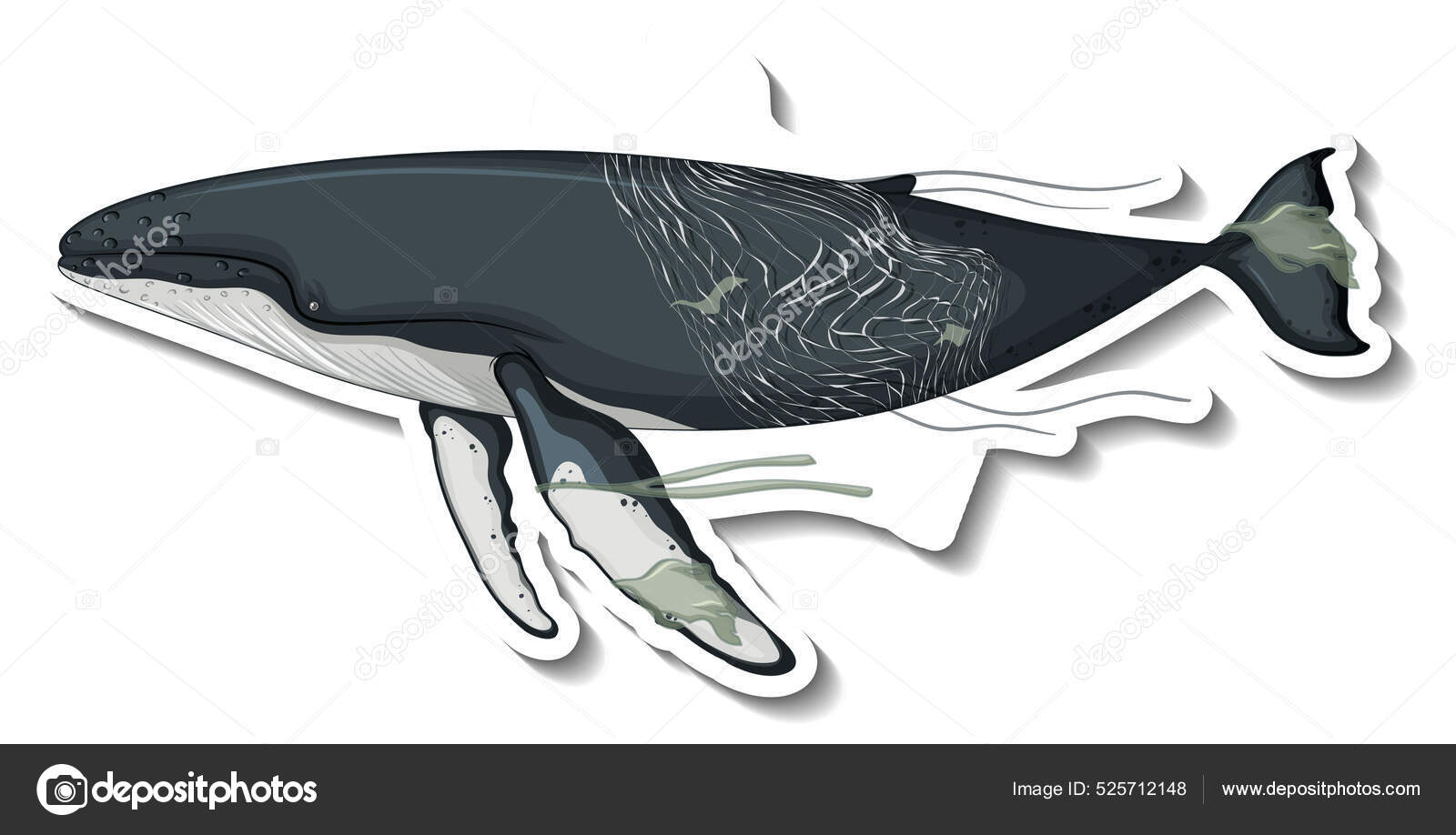 鲸鱼被困在白色背景图上的塑料网中图库矢量图©interactimages 525712148