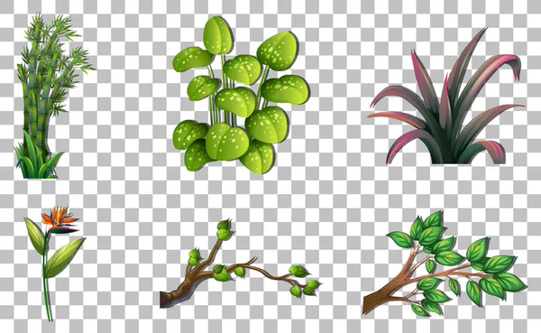 透明な背景のイラストの上に様々な植物のセット — ストックベクタ