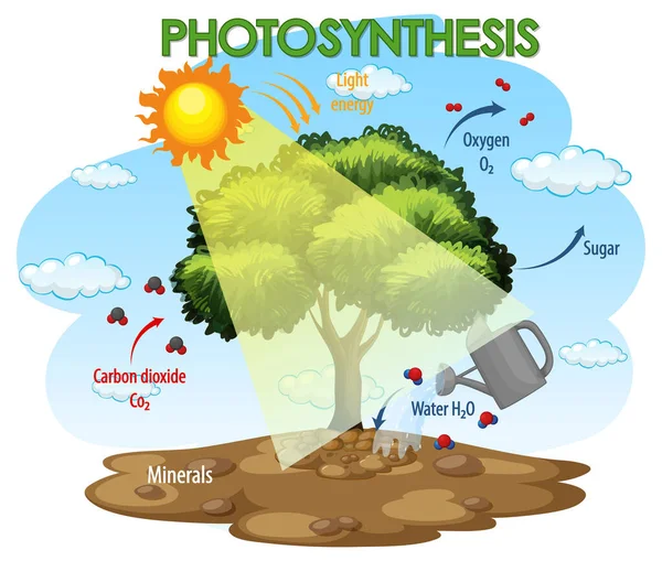 Diagramme Montrant Processus Photosynthèse Dans Illustration Végétale — Image vectorielle