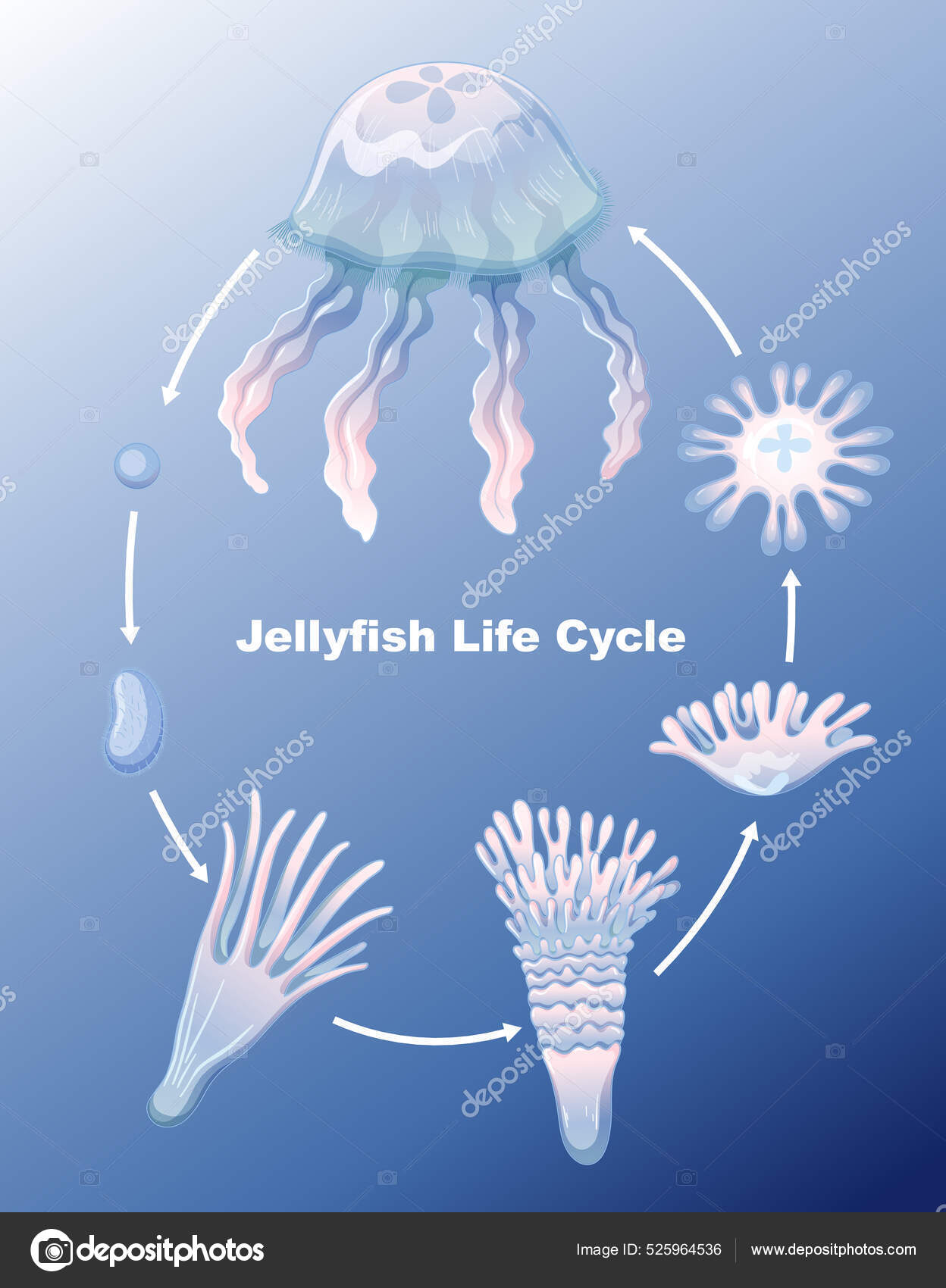 Jellyfish Diagram For Kids